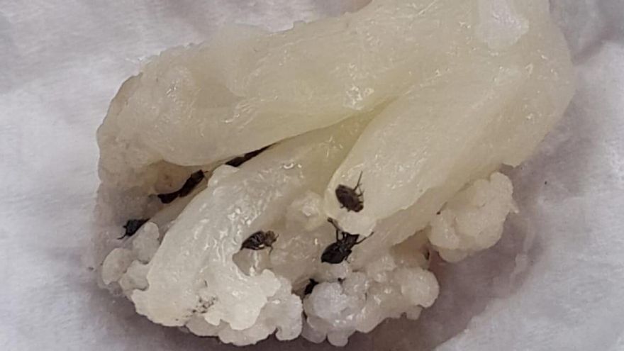 Encuentran pulgones en el menú escolar de un colegio en Villanueva de la Cañada