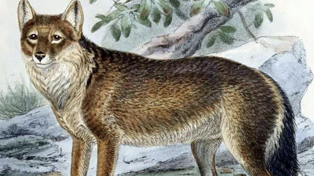 La confianza del warrah con las personas se transformó en la causa final de su desaparición