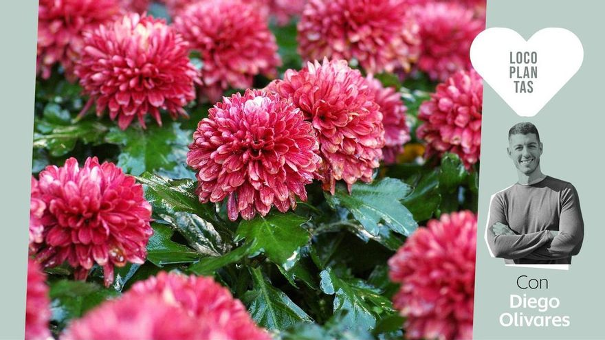 Del filodendro al helecho: seis plantas que agradecen la llegada del otoño y que puedes incorporar ya a tu casa