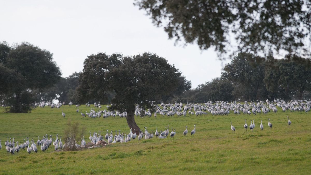 Vuelve el Festival de la Grulla en Los Pedroches con su novena edición