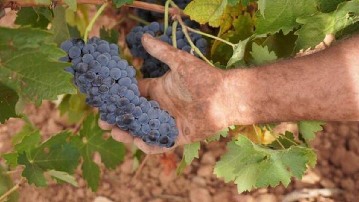Agricultura incluye al término municipal de Albacete como zona productora de la Denominación de Origen la Mancha