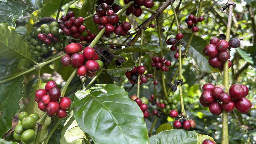 Jornaleros migrantes bajan un 80 % en la frontera sur de México ante el crimen y la sequía