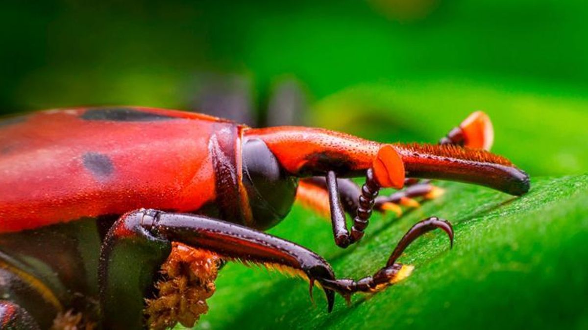 Su cuerpo duro y su característico “pico” en el aparato bucal son característicos del picudo rojo