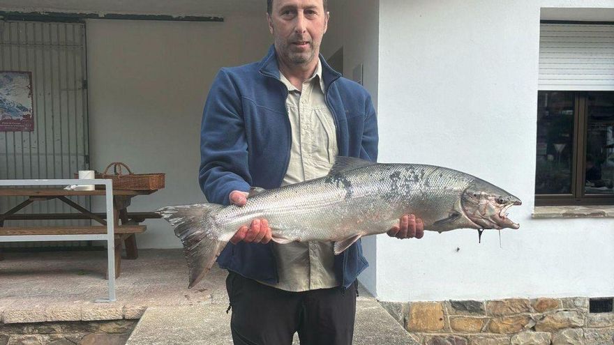 Medio Rural de Asturias propone la veda temporal del salmón en 2027 para favorecer la recuperación de la especie