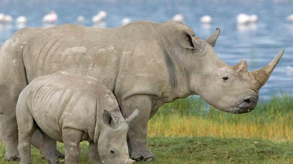 Mis animales cercanos 4: el rinoceronte