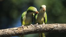 Dos cotorras argentinas sobre un árbol.