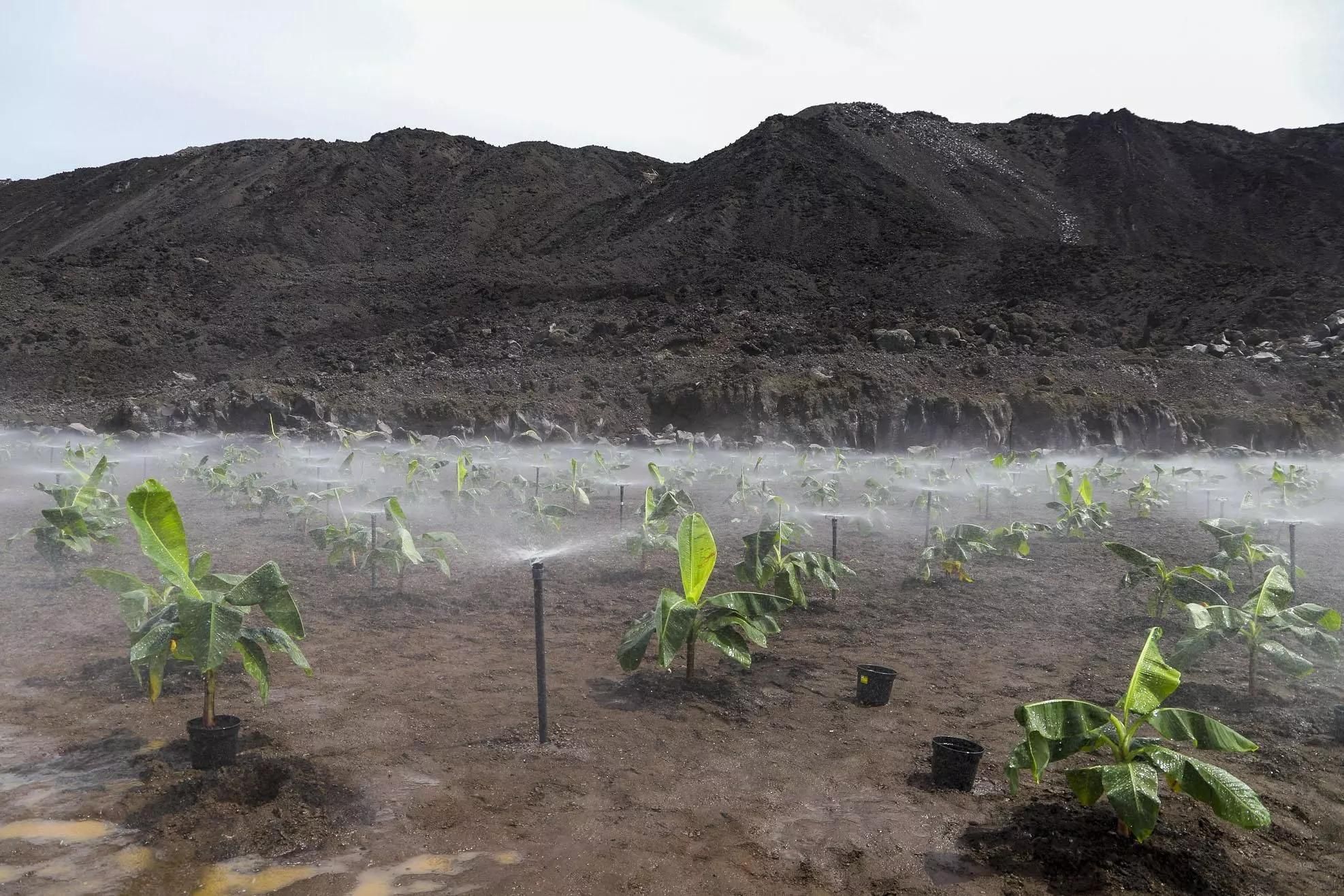 Primera finca de plátanos reconstruida tras el volcán. LUIS G. MORERA