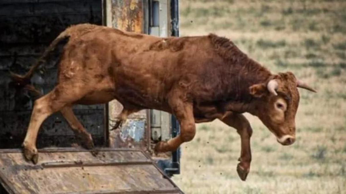 Un novillo se escapa durante un encierro y pone en alerta a una comarca de Teruel