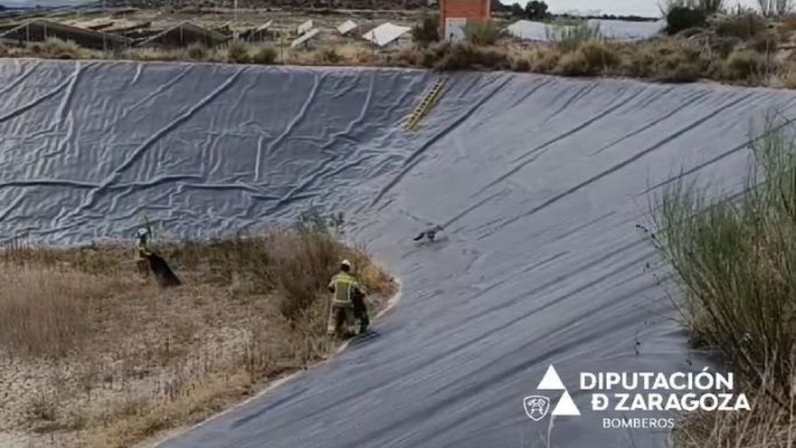 Los bomberos de la Diputación de Zaragoza rescatan un zorro atrapado en una balsa