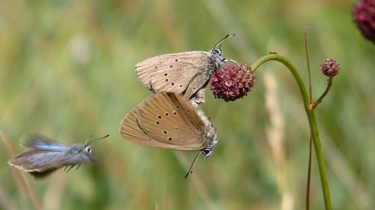 El pequeño pueblo que acoge una microrreserva de un ejemplar de mariposa poco común en la península ibérica