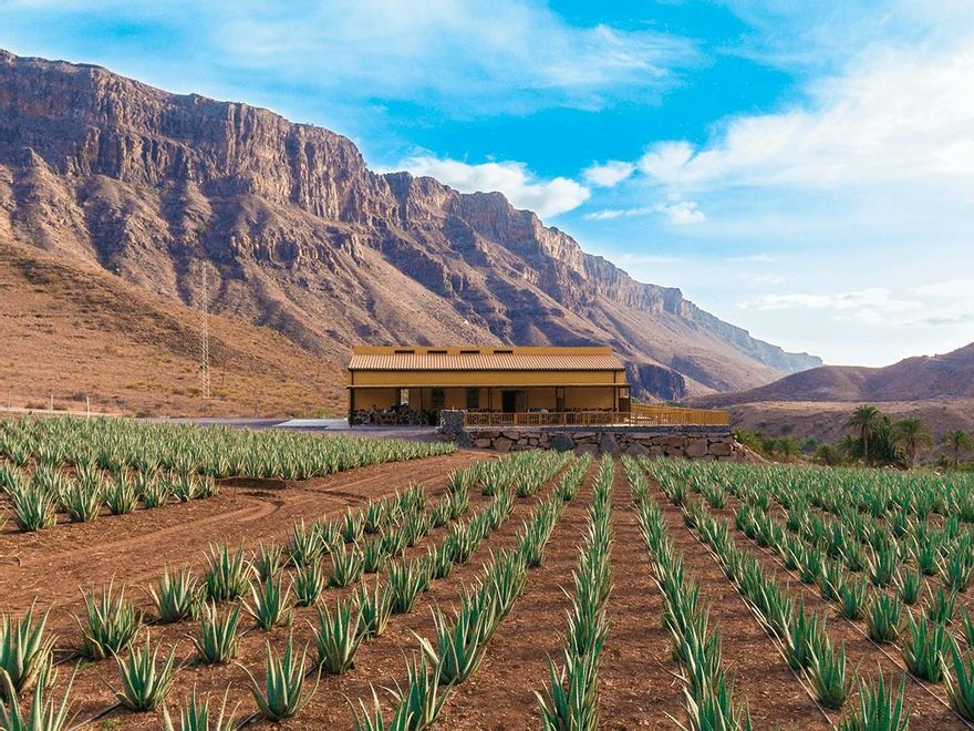 Finca Canarias Aloe Vera en Fataga.