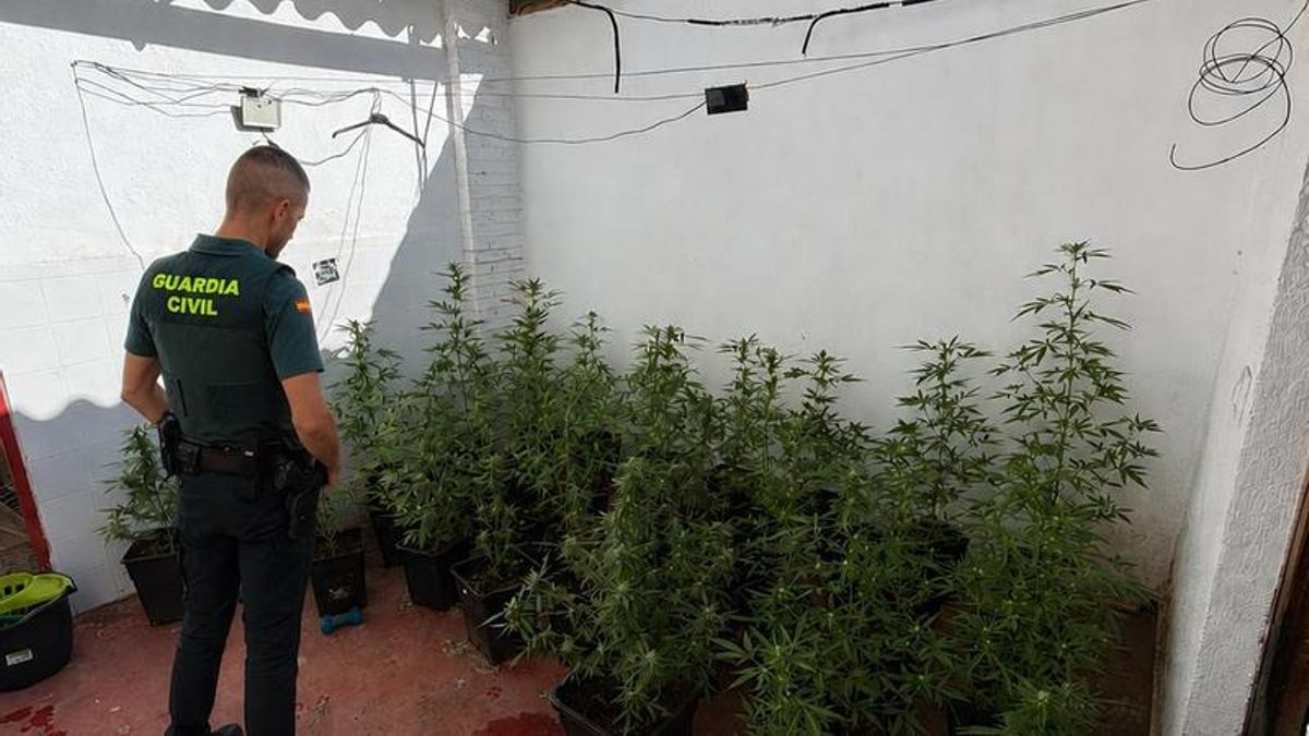 La Guardia Civil investiga a un hombre por cultivo y elaboración de droga en su casa
