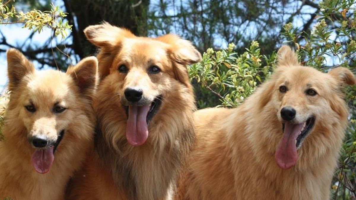 Un estudio biomolecular revela que los perros de El Olivar participaron en ceremonias sagradas tras consumir plantas psicoactivas