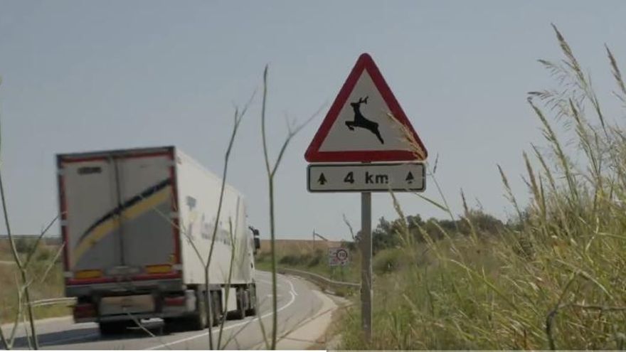 La inteligencia artificial ya previene accidentes en Catalunya con alertas en tiempo real sobre animales en la carretera