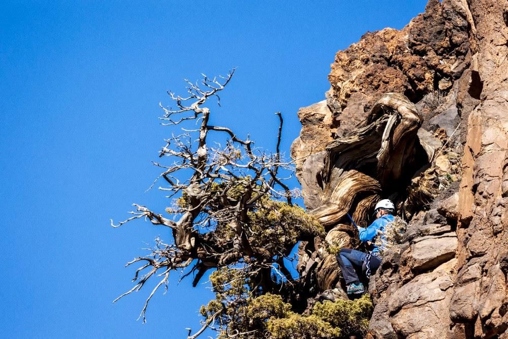Fundación Endesa y el Cabildo de Tenerife presentan los primeros resultados de los proyectos para la conservación y protección del Parque Nacional del Teide.