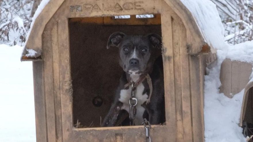 La increíble historia de Galentine, la mamá que resistió abandonada y encadenada bajo cero por amor a sus cachorros