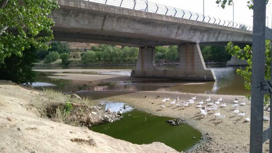 "Grito de alarma" por el estado del río Tajo en Toledo: "Existe un riesgo alto para los peces"