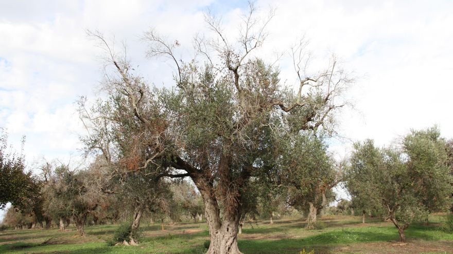 Detectada en Valencia de Alcántara, Cáceres, una bacteria que amenaza a la agricultura europea