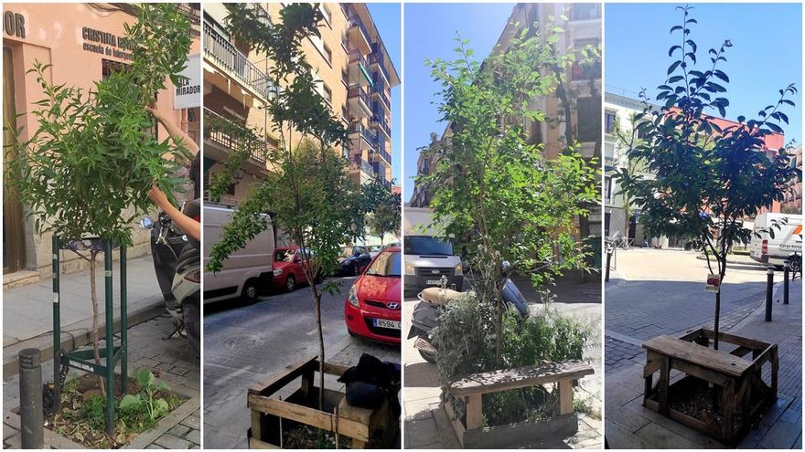 Árboles vecinales plantados en alcorques de la calle Doctor Fourquet. De izquierda a derecha: almendro, granado, olmo y ciruelo
