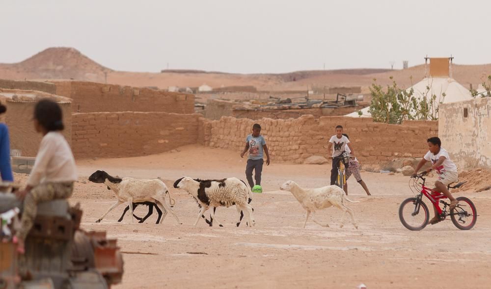Animales y niños en un campamento de refugiados saharauis.