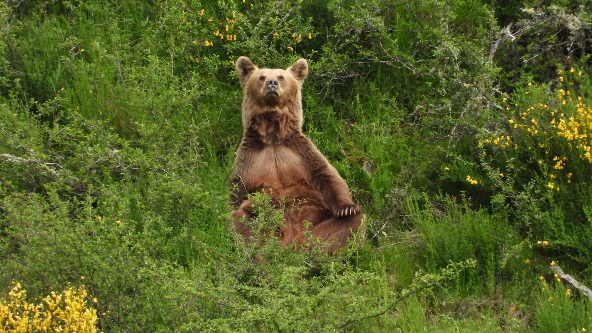 El oso como antepasado humano: un estudio indaga en su papel protagonista en las mitologías de los primeros cazadores