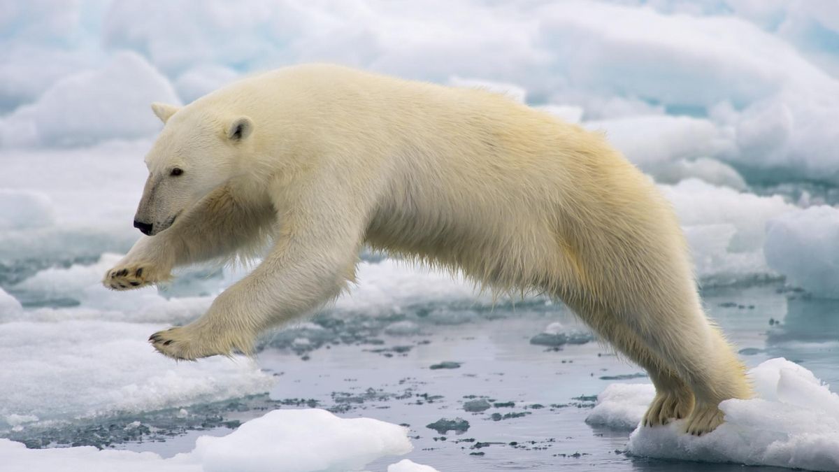 Los osos polares de Svalbard son una excepción: muestran mejores reservas de grasa a pesar de la pérdida de hielo marino