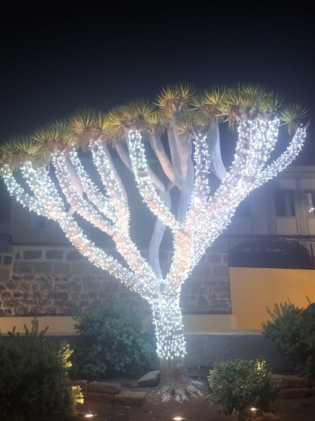 Ejemplar de drago en Gáldar (Gran Canaria) con luces de Navidad.