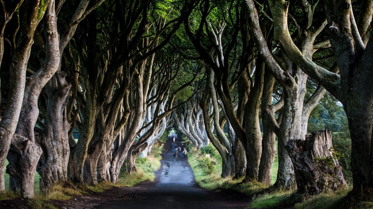 Dark Hedges es uno de esos rincones que explican la magia irlandesa.