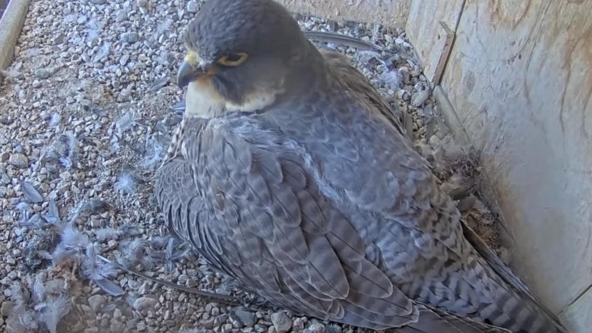 El éxito de los halcones en la Sagrada Familia trasciende lo biológico para convertirse en un potente símbolo de la naturaleza urbana