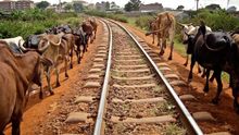 Animales caminan al borde las vías de un tren que atraviesa Kenia.