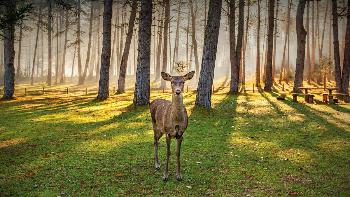 Portada ESPECIAL | Cuenca, mucho más de lo que pensabas | La otra cara de Cuenca: bosques, ríos, fauna, formaciones geológicas y yacimientos arqueológicos