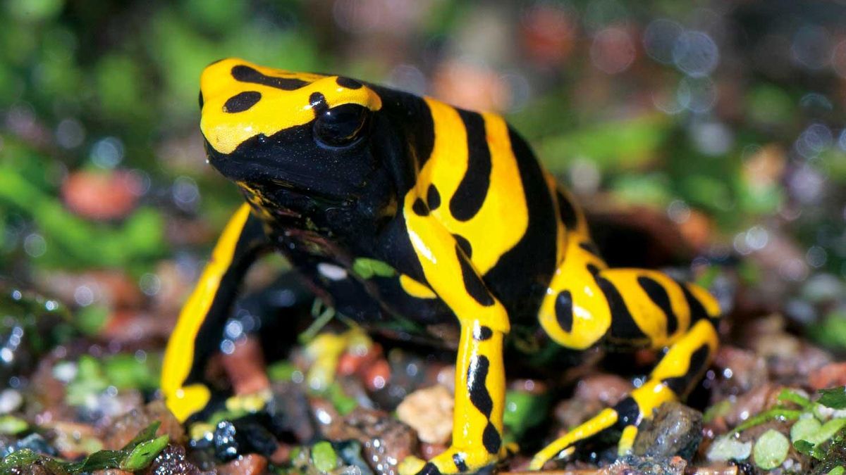 Lenta, torpe, sin dientes ni uñas, esta rana de colores vivos usa el veneno de su piel para defenderse