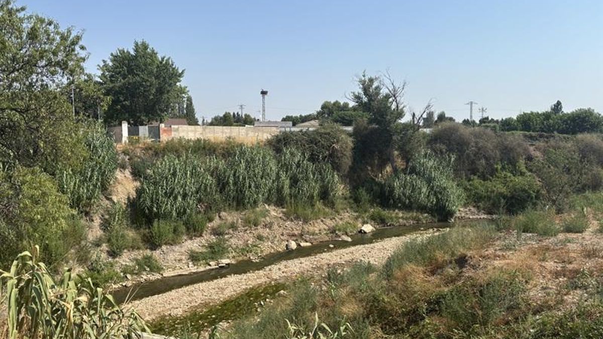 Caña común en el río Alhama a su paso por Alfaro
