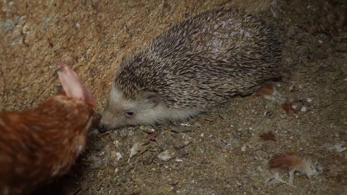 Un eriçó al costat d’una gallina