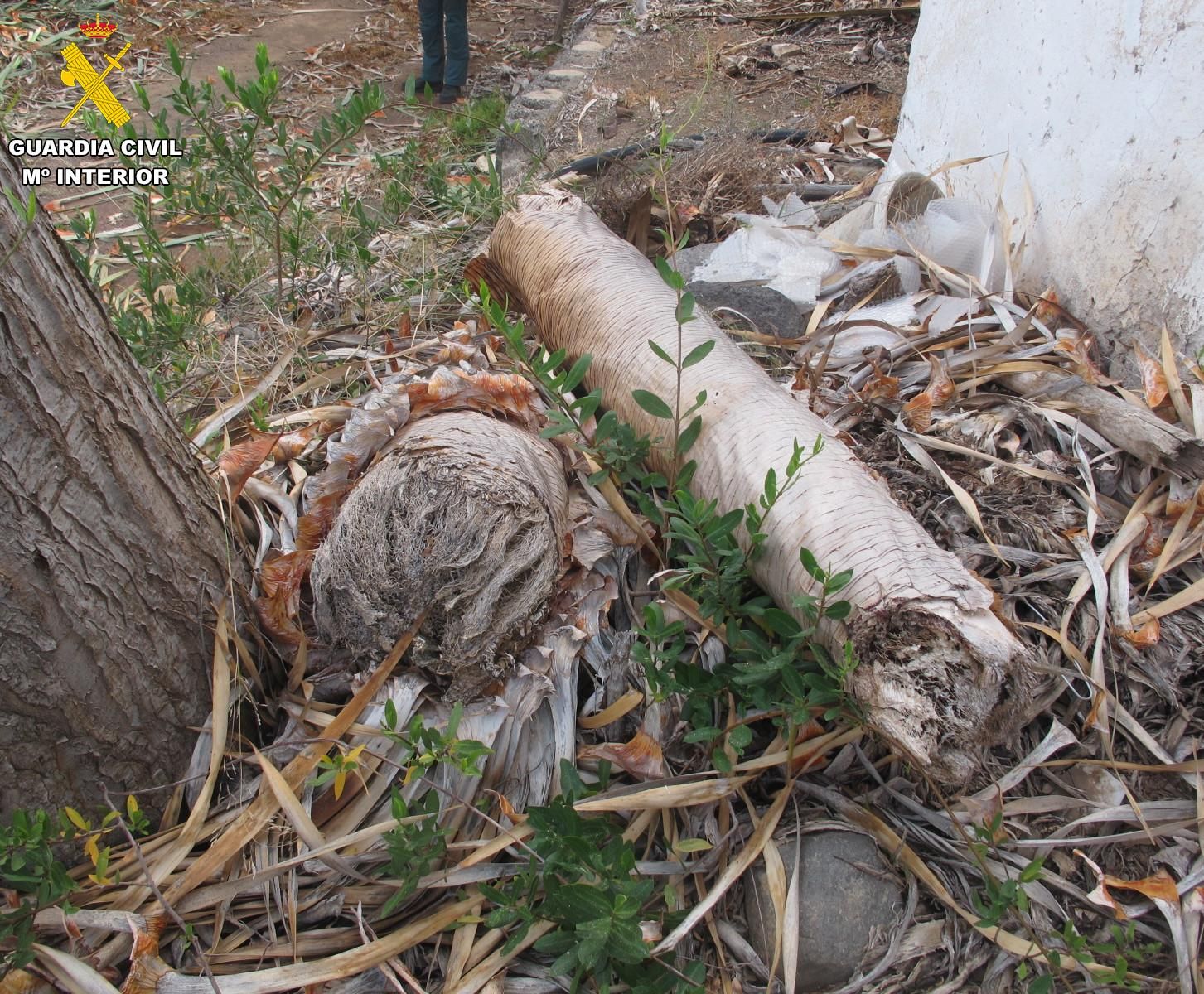 Restos del ejemplar 'Dracaena draco', comúnmente conocido como drago canario, fue talado sin autorización en una finca de Gáldar, en Gran Canaria.