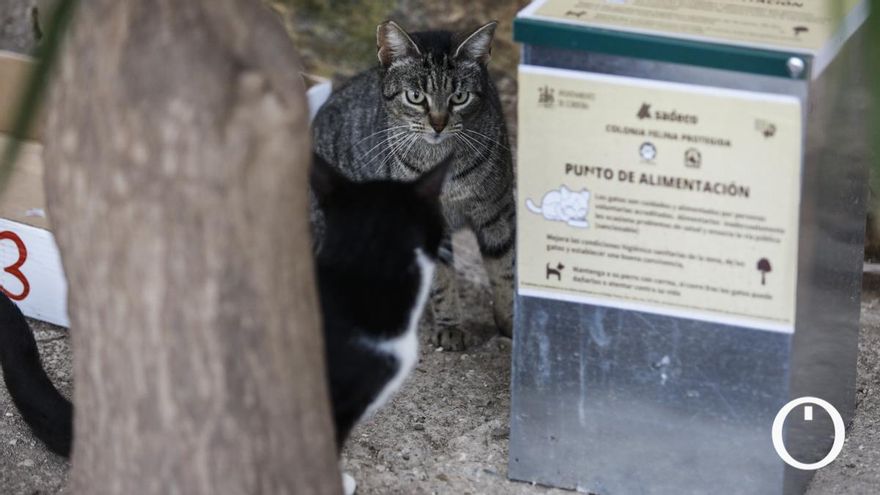 Sadeco instala comederos fijos en las colonias felinas controladas junto a las protectoras