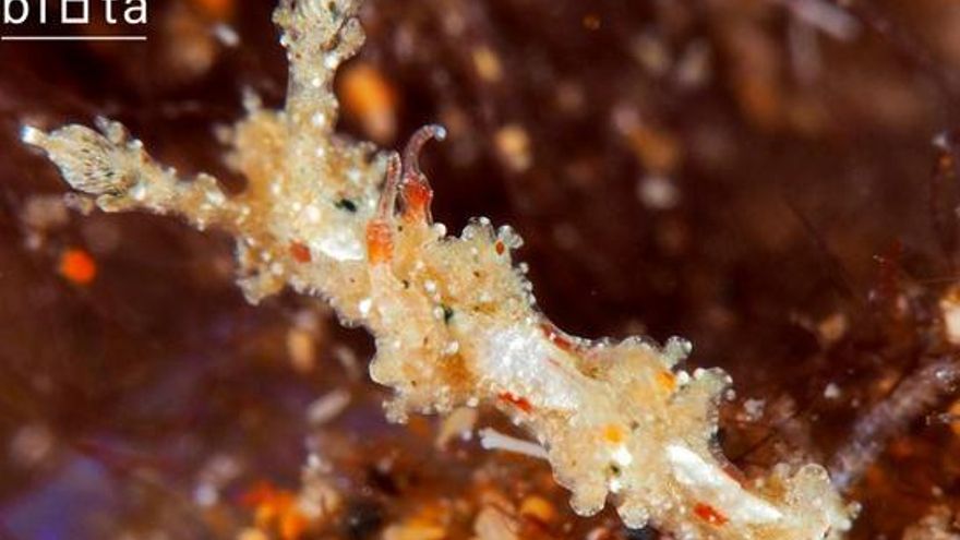 Canarias, la región más biodiversa de España, ha descubierto 45 endemismos este año