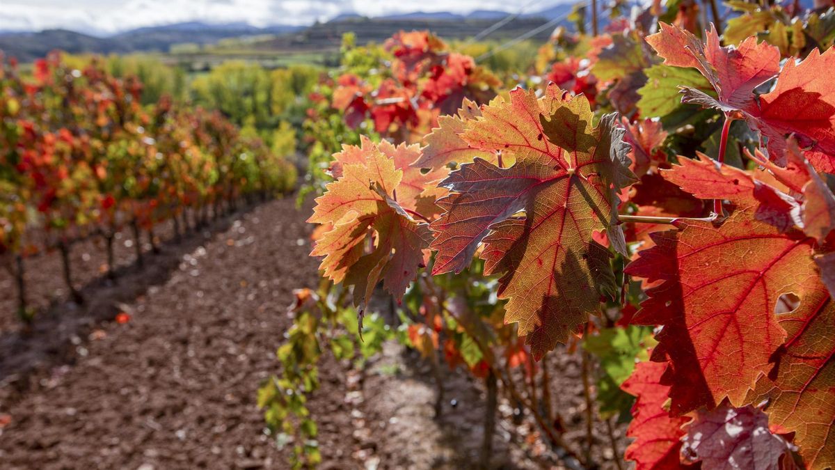Un recorrido sensorial por La Rioja entre viñedos y paisajes teñidos de rojo
