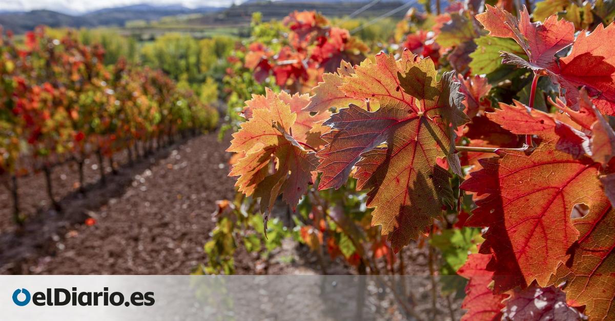 Un recorrido sensorial por La Rioja entre viñedos y paisajes teñidos de rojo