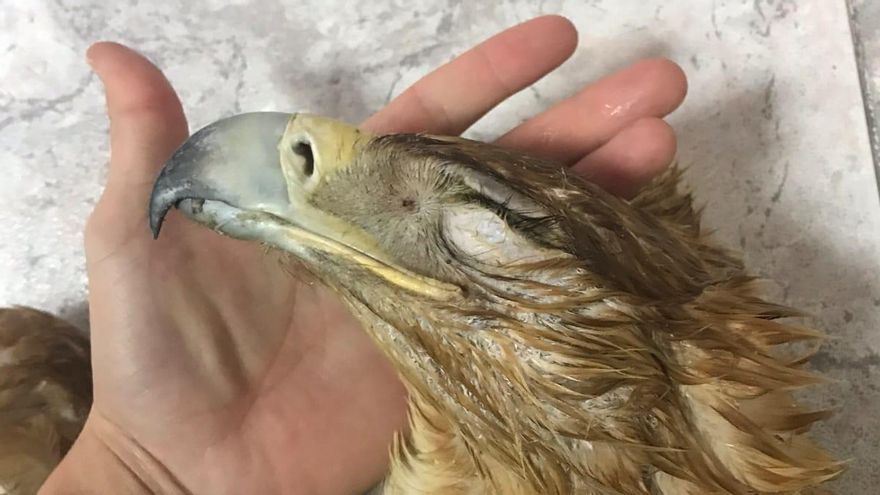 Una de las aves que murió electrocutada.