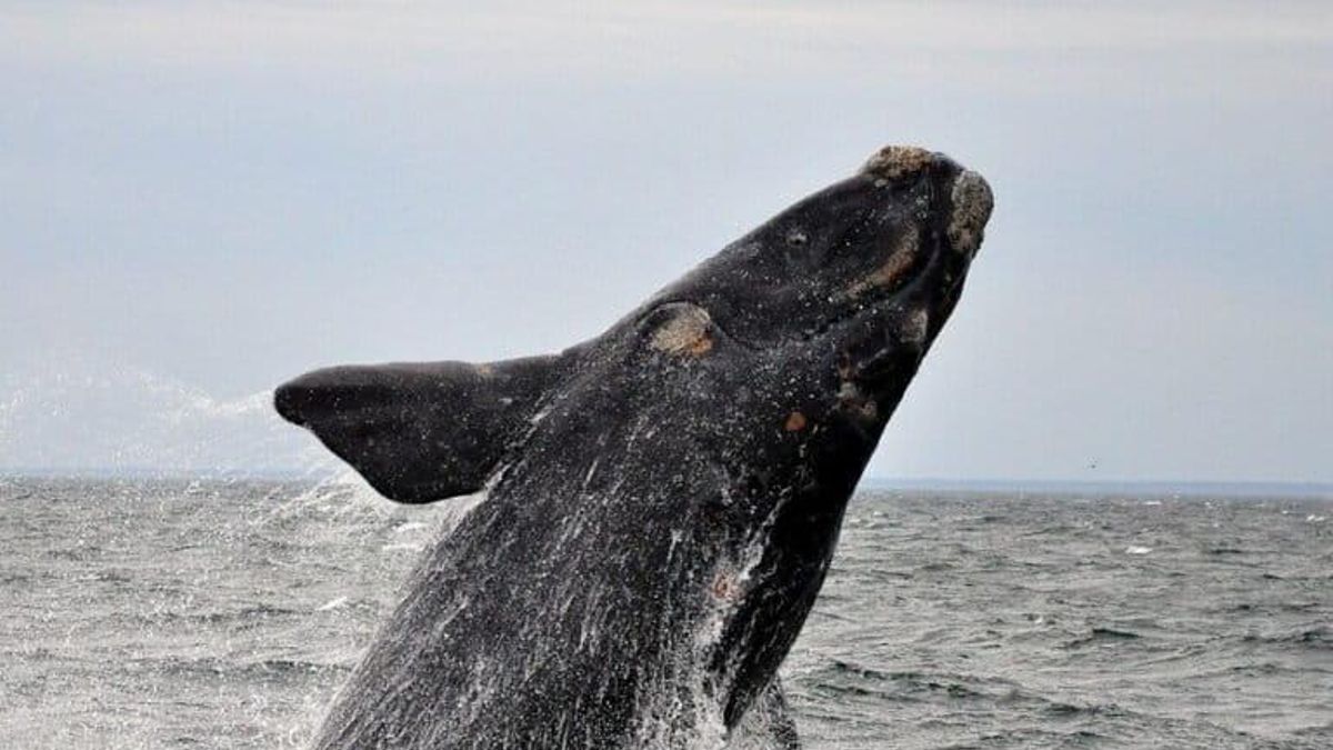 Las ballenas francas australes son parte del ecosistema de las Islas Malvinas. Foto: Marisa Berzano