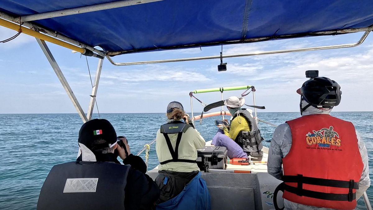 En noviembre de 2025, un equipo de investigadores instaló equipos de monitoreo satelital a tres ballenas jorobadas en el norte de Perú. Foto: WWF Perú