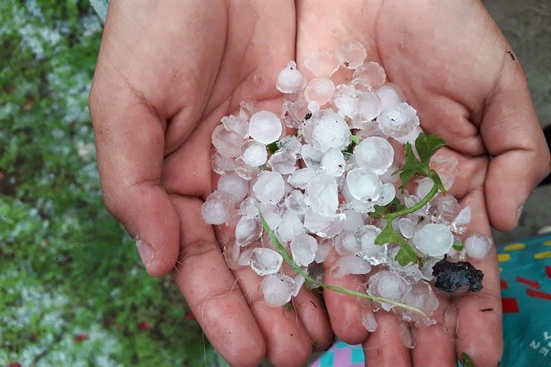 Granizo caído en el municipio tinerfeño de Tacoronte.
