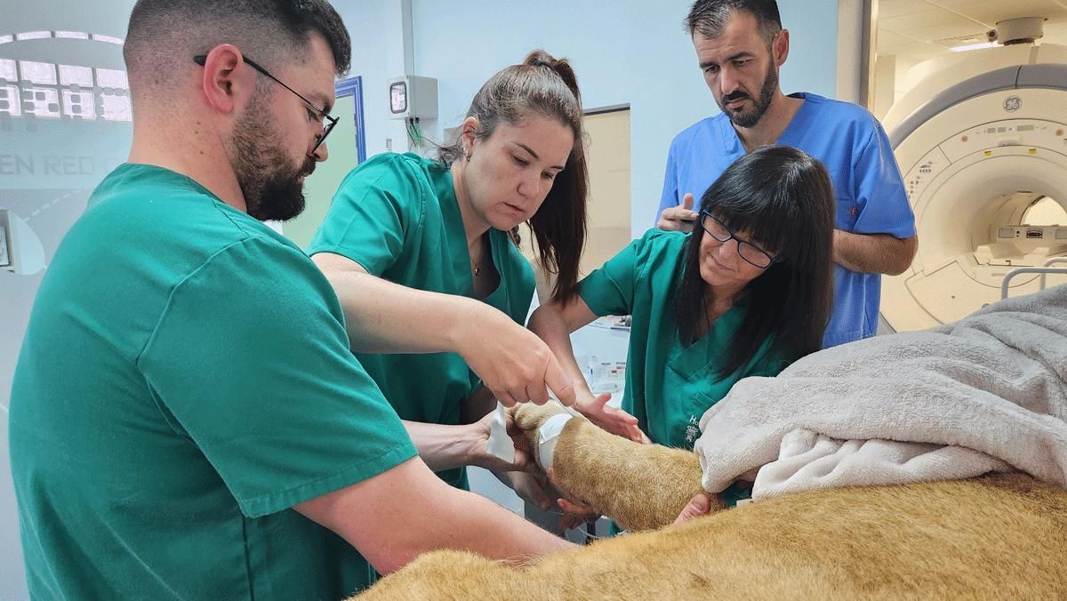 Un momento del tratamiento de uno de los dos cachorros africanos de Cabárceno.