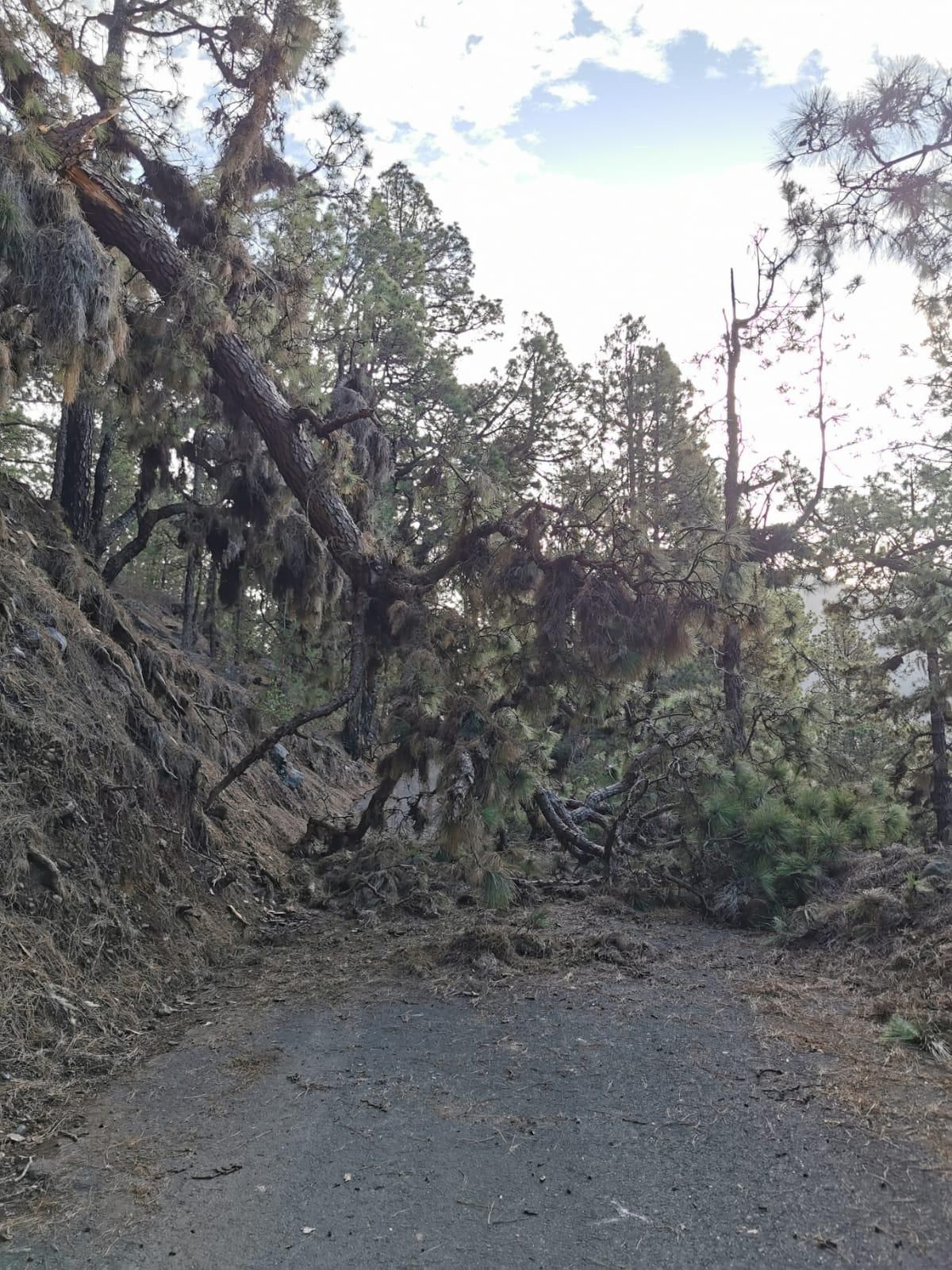Pino caído en la carretera de Los Brecitos.