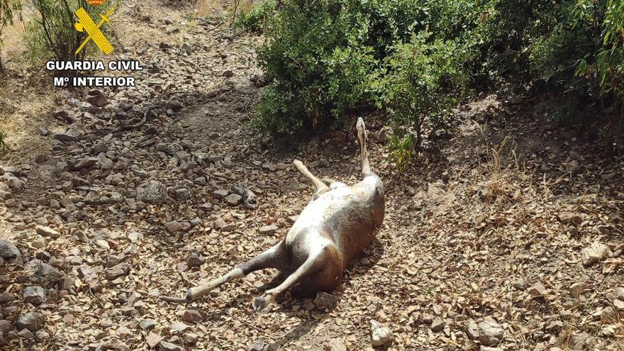 Dos personas investigadas por caza furtiva en una finca de Monterrubio de la Serena