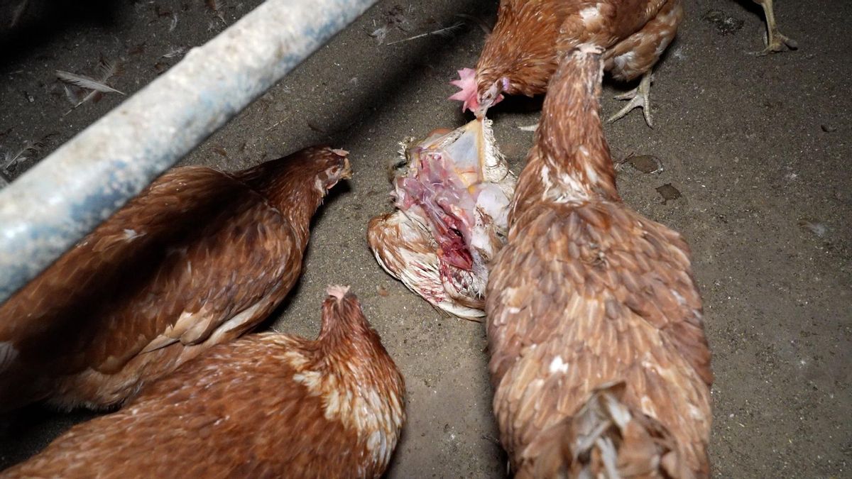 Las macrogranjas están obligadas a retirar los cadáveres de los animales.