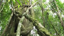 Al parecer, los asesinatos se ordenaron para poder tener paso a nuevos bosques