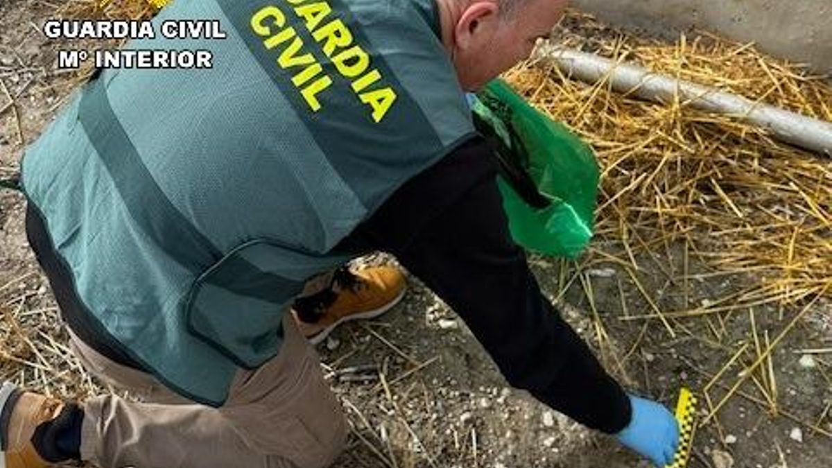 La Guardia Civil investiga al dueño de una finca de Palencia por la muerte de 21 rapaces electrocutadas