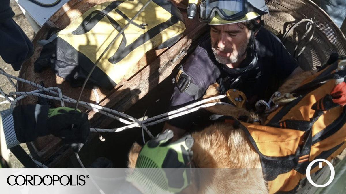 Los bomberos rescatan a un perro tras caer a un pozo de unos 12 metros ...